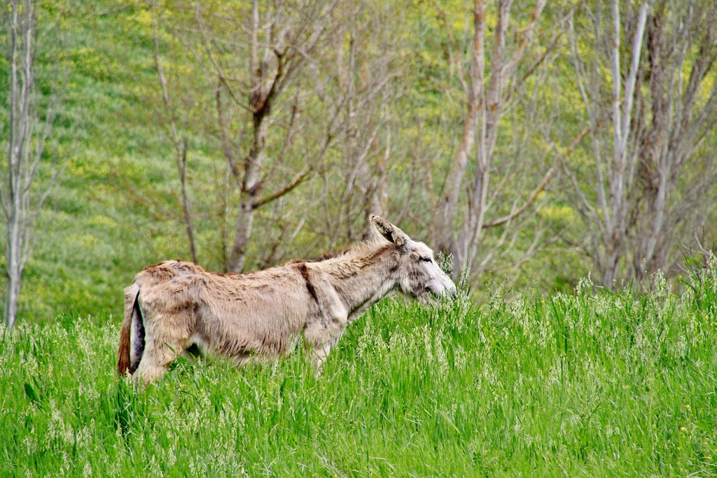 Foto: Burro - Ronda (Málaga), España
