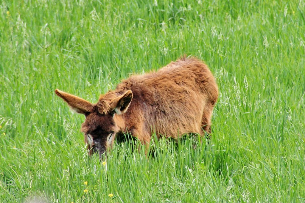 Foto: Burro - Ronda (Málaga), España