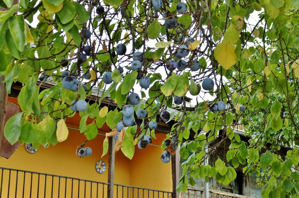 Foto: Ciruelo - Molinaseca (León), España