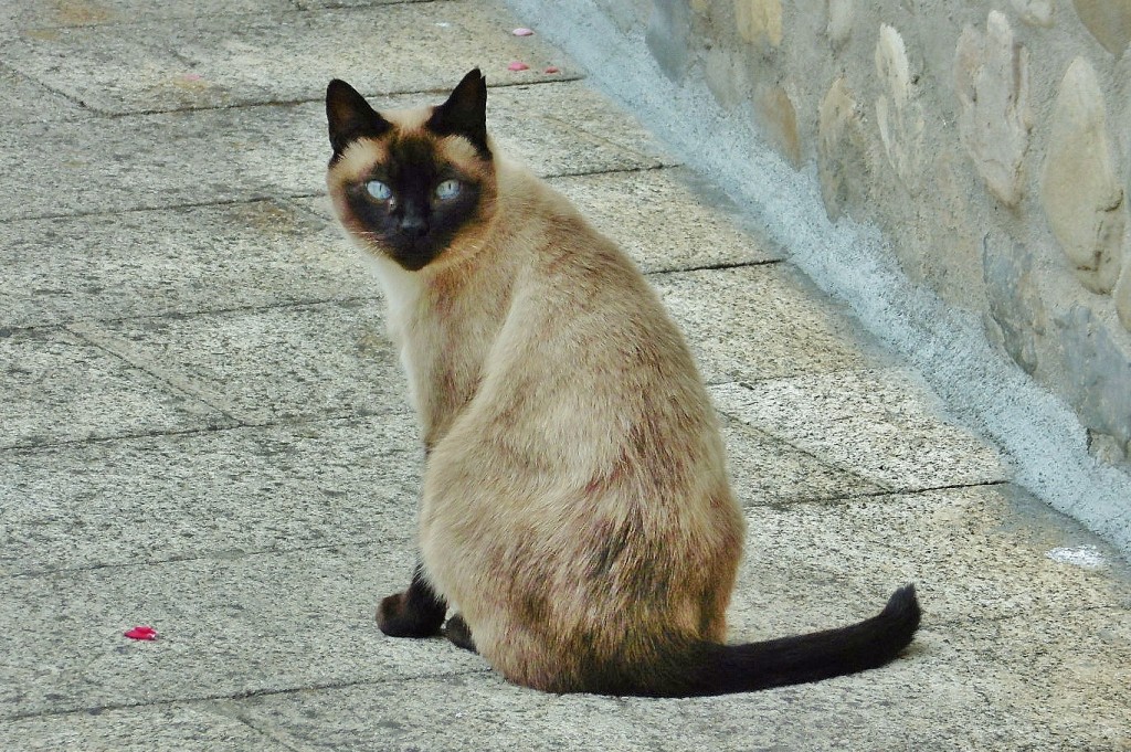 Foto: Gatito - Molinaseca (León), España