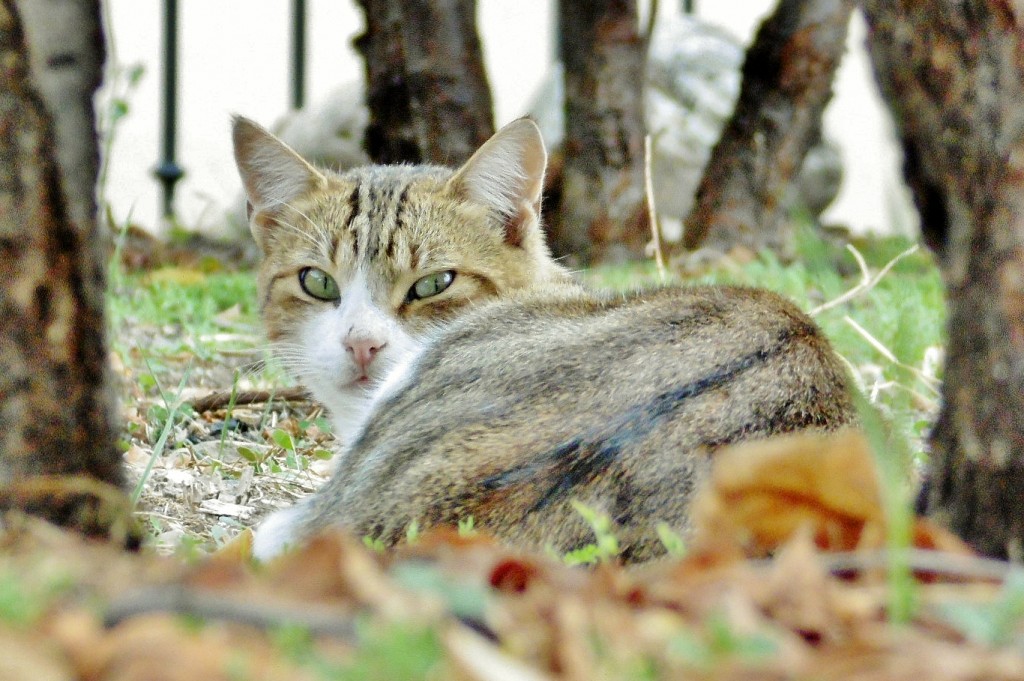 Foto: Gatito - Molinaseca (León), España