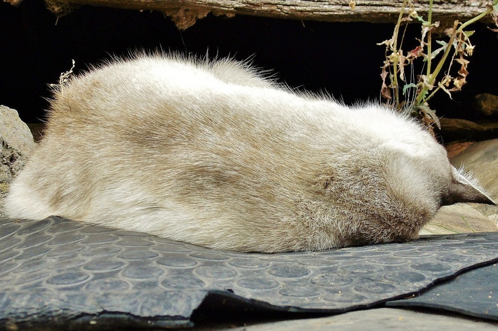 Foto: Gatito - Molinaseca (León), España