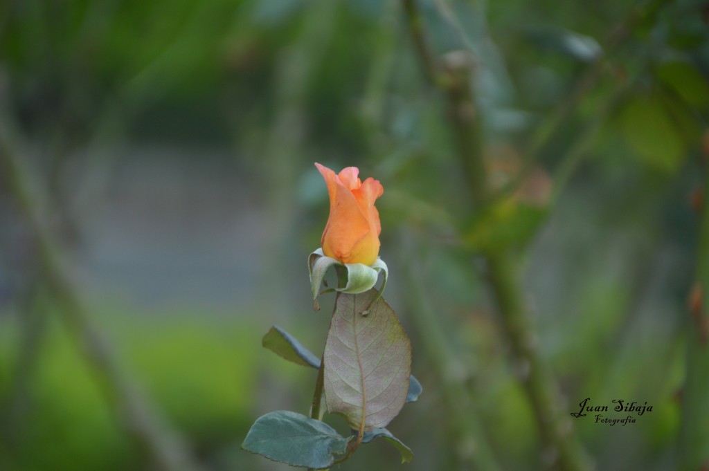 Foto: Rosa - Alajuela, Costa Rica