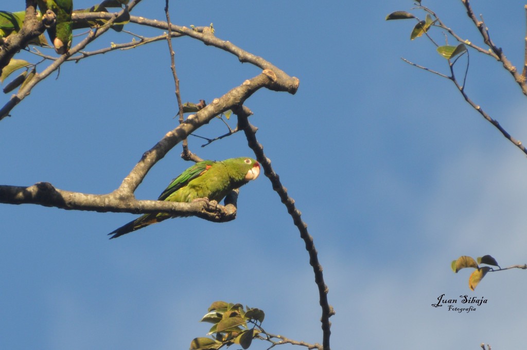 Foto: Parque Palmares. - Alajuela, Costa Rica
