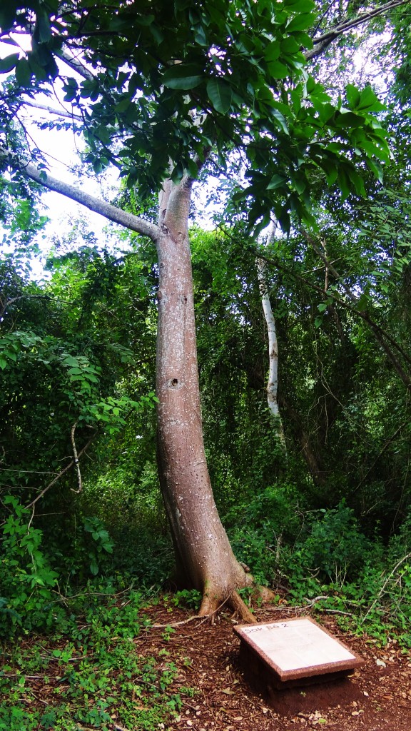 Foto: Yacimiento Arqueológico de Ek Balam - Ek Balam (Yucatán), México