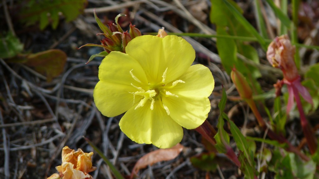 Foto de El Chaltén (Santa Cruz), Argentina