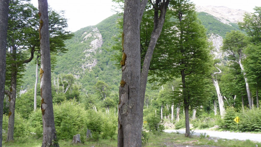 Foto: Camino al Lago del Desierto - El Chaltén (Santa Cruz), Argentina