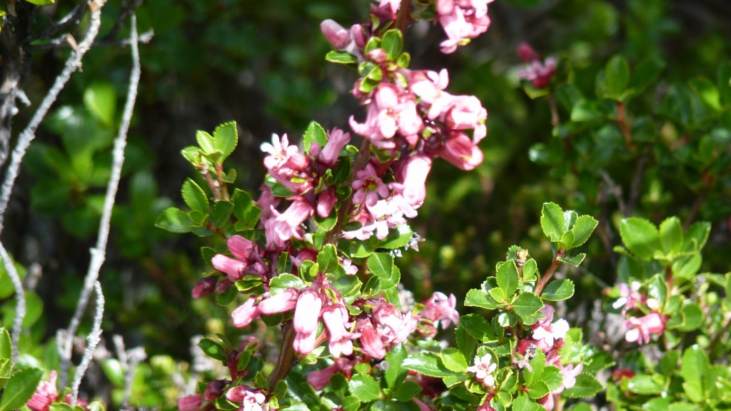 Foto: Lago del Desierto. - El Chaltén (Santa Cruz), Argentina