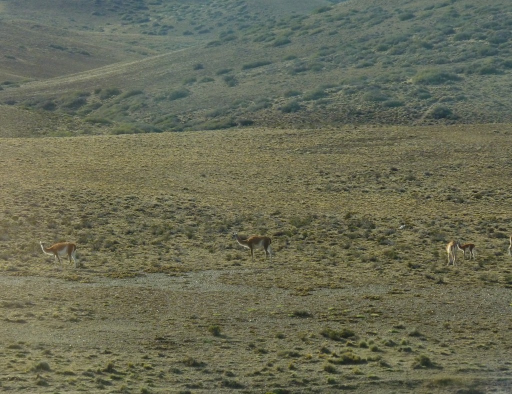Foto: Guanacos - El Chaltén (Santa Cruz), Argentina