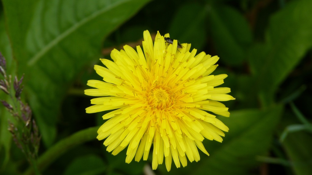 Foto: Lago del Desierto. - El Chaltén (Santa Cruz), Argentina