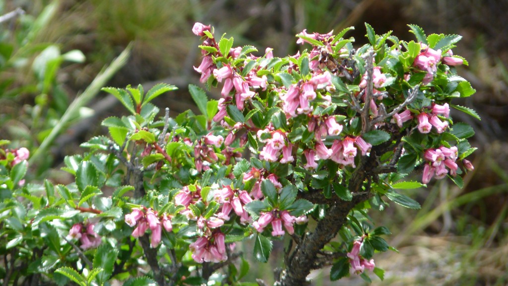 Foto: Lago del Desierto. - El Chaltén (Santa Cruz), Argentina