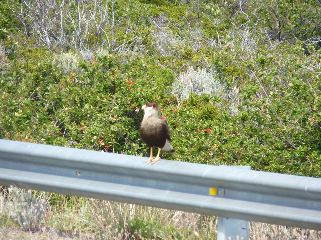Foto: Parque Nacional Los Glaciares. - El Calafate (Santa Cruz), Argentina