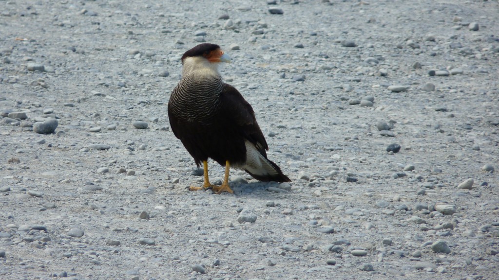 Foto: Parque Nacional Los Glaciares. - El Calafate (Santa Cruz), Argentina