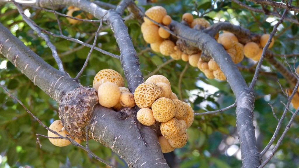 Foto: Parque Nacional Los Glaciares. - El Calafate (Santa Cruz), Argentina