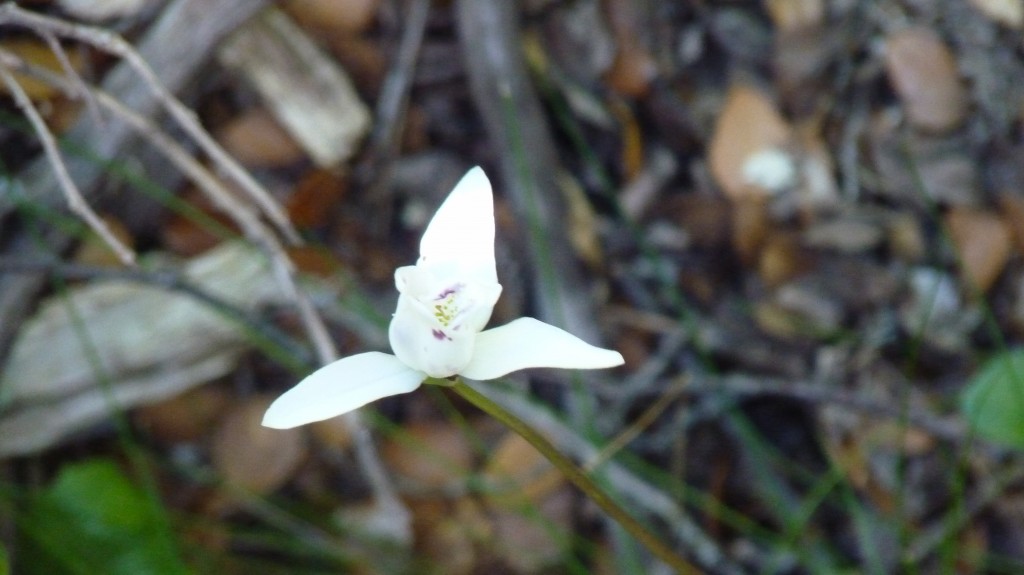 Foto: Glaciar Perito Moreno. - El Calafate (Santa Cruz), Argentina