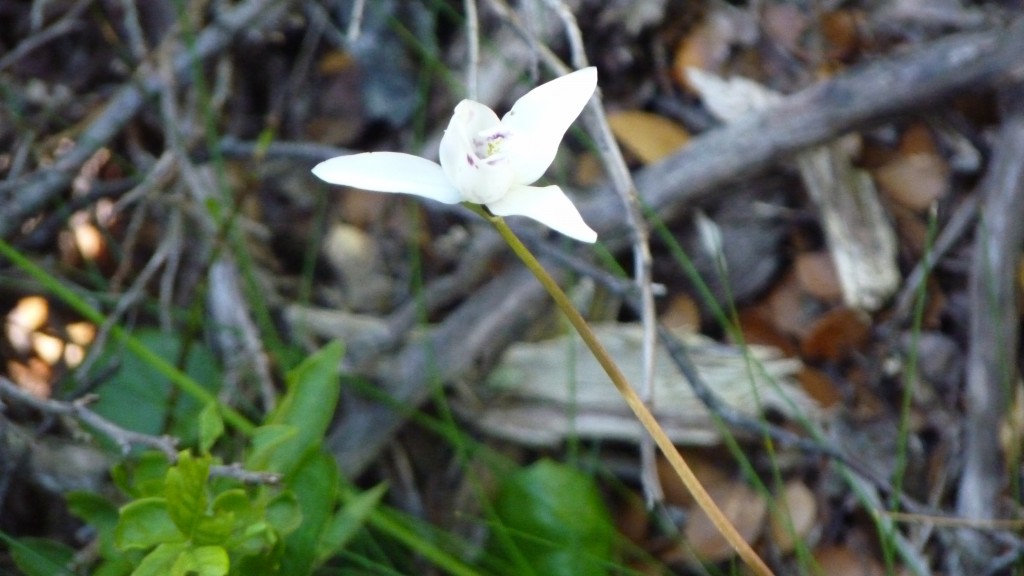 Foto: Glaciar Perito Moreno. - El Calafate (Santa Cruz), Argentina