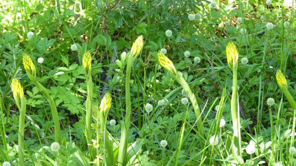 Foto: Parque Nacional Los Glaciares. - El Calafate (Santa Cruz), Argentina