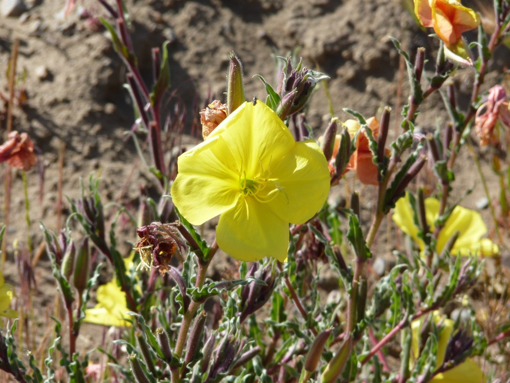 Foto: Río Percey. - Parque Nacional Los Alerces. (Chubut), Argentina