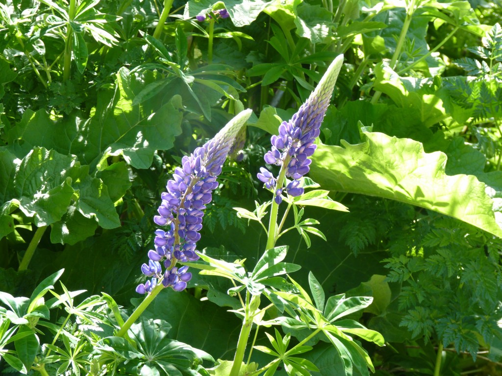 Foto de Parque Nacional Los Alerces (Chubut), Argentina