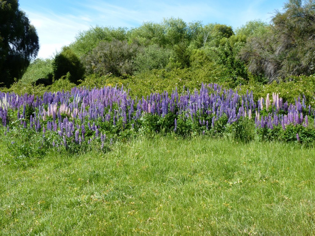 Foto de Parque Nacional Los Alerces (Chubut), Argentina