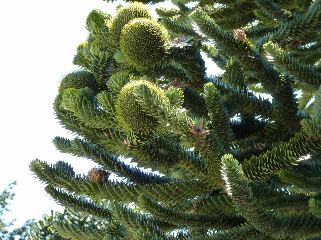 Foto: Piñón de araucaria. - Parque Nacional Los Alerces (Chubut), Argentina