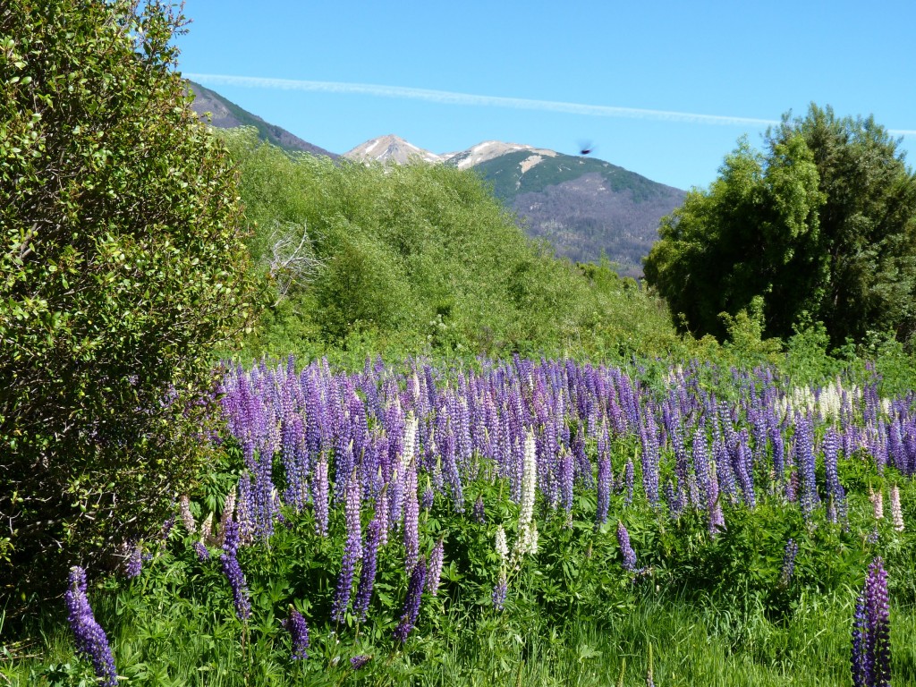 Foto de Parque Nacional Los Alerces (Chubut), Argentina
