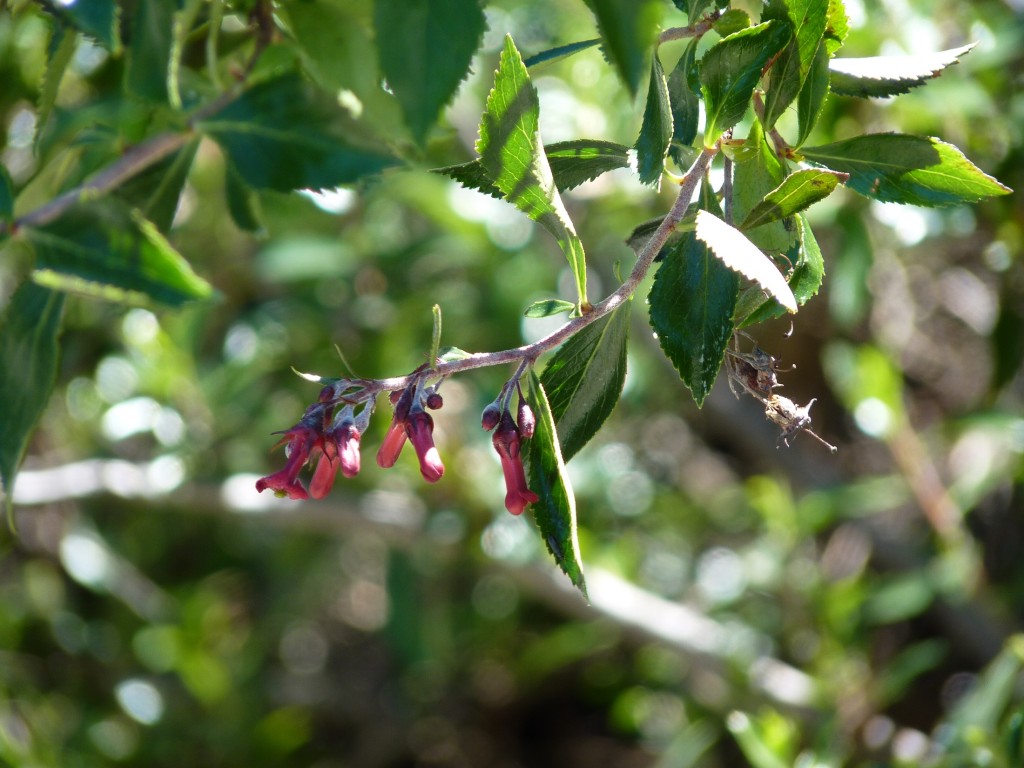 Foto: Lago Futalaufquén. - Parque Nacional Los Alerces (Chubut), Argentina