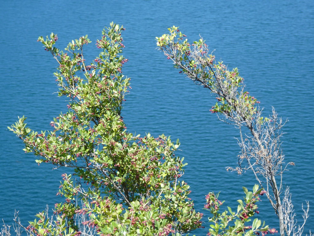 Foto: Lago Futalaufquén. - Parque Nacional Los Alerces (Chubut), Argentina