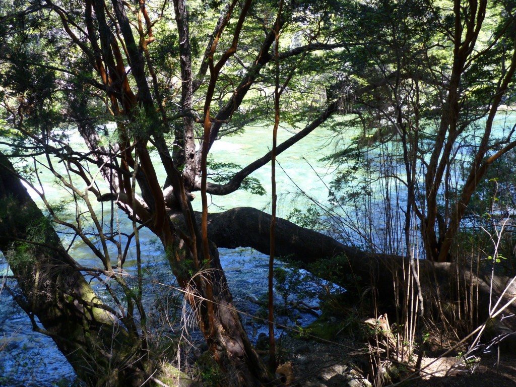 Foto: Río Menéndez. - Parque Nacional Los Alerces (Chubut), Argentina