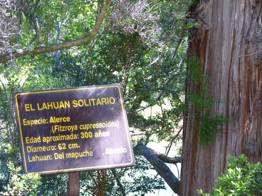 Foto: Río Menéndez. - Parque Nacional Los Alerces (Chubut), Argentina