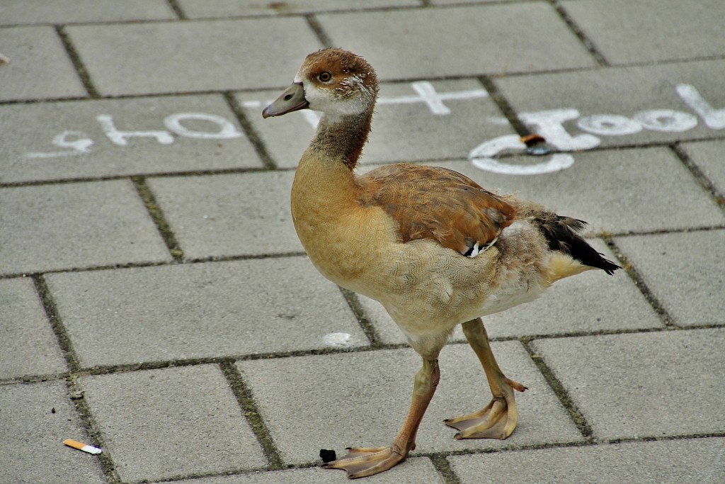 Foto: Patito - Amsterdam (North Holland), Países Bajos