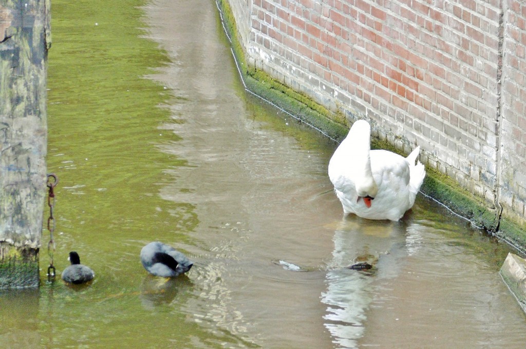 Foto: Canal - Amsterdam (North Holland), Países Bajos