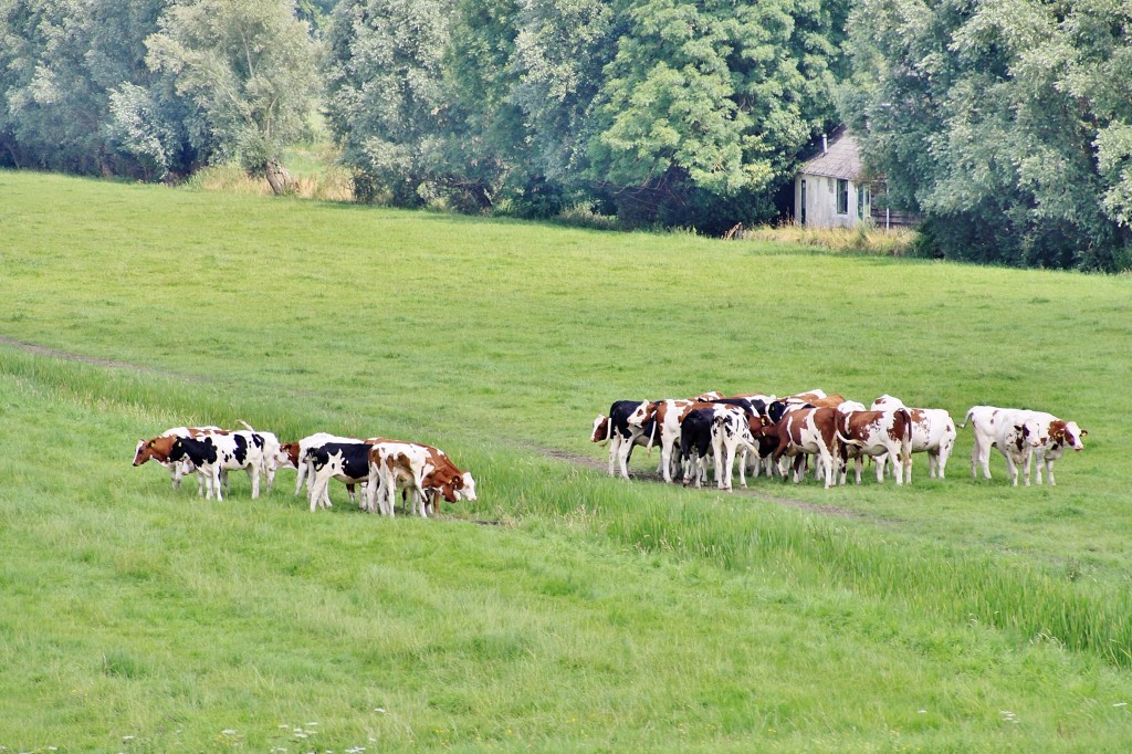 Foto: Navegando - Leebrug (North Holland), Países Bajos