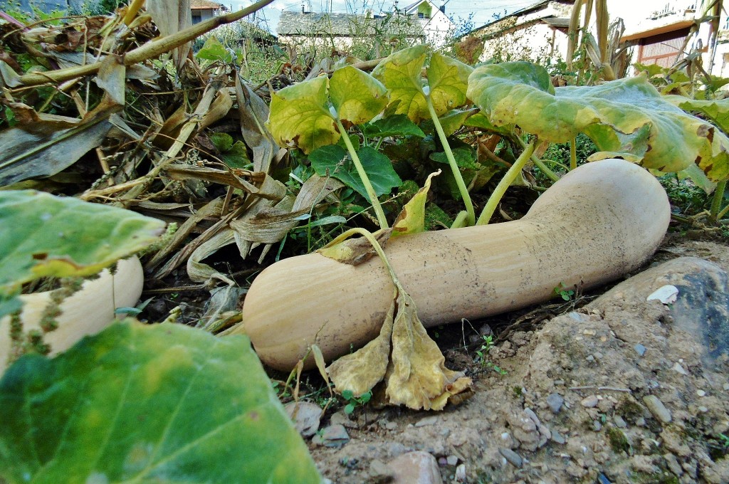Foto: Calabacín - Las Médulas (León), España
