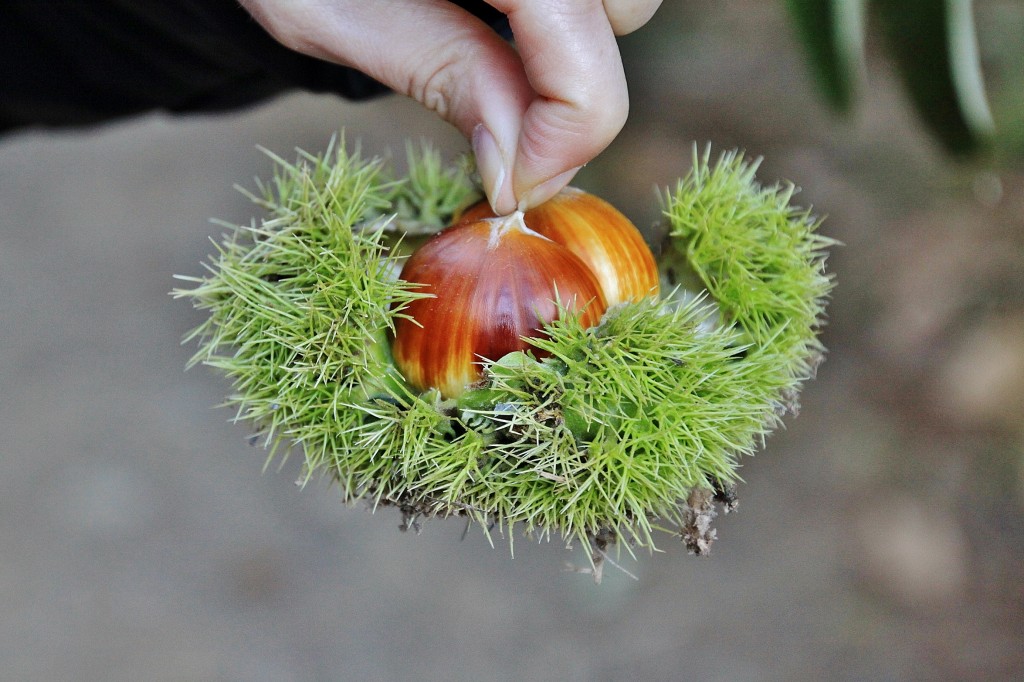 Foto: Castañas - Las Médulas (León), España