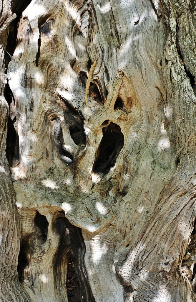 Foto: Castaño - Las Médulas (León), España