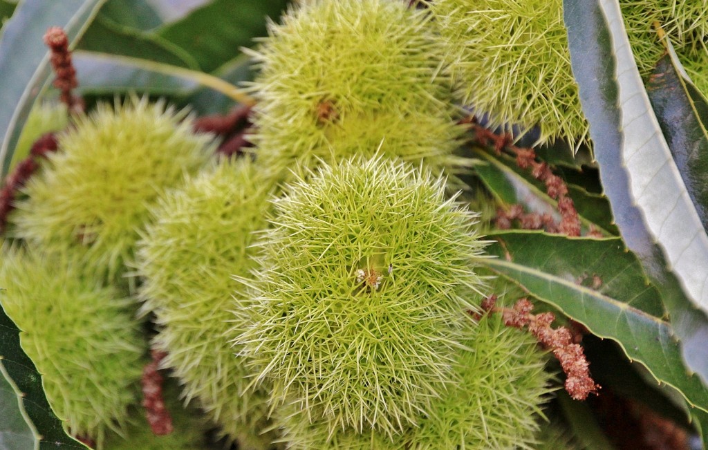 Foto: Castañas - Las Médulas (León), España
