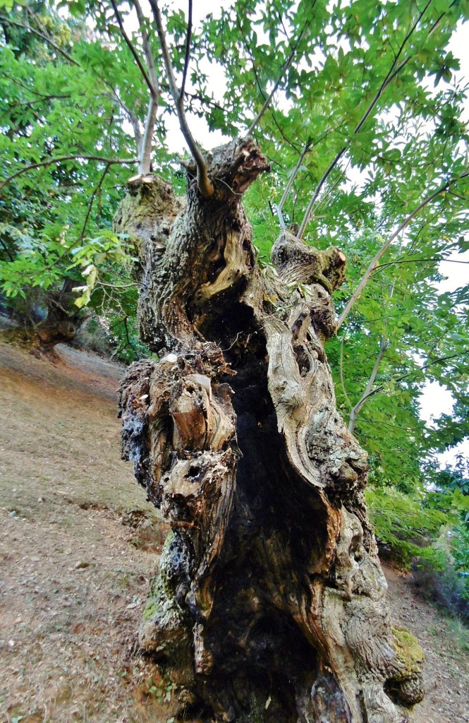 Foto: Castaño - Las Médulas (León), España