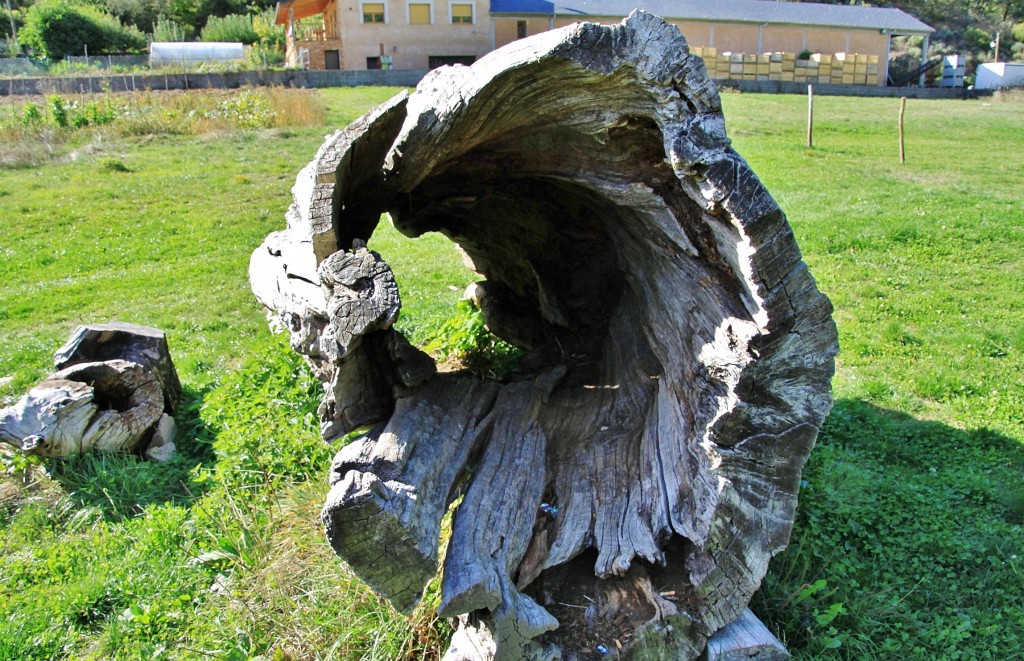 Foto: Tronco hueco - Balboa (León), España