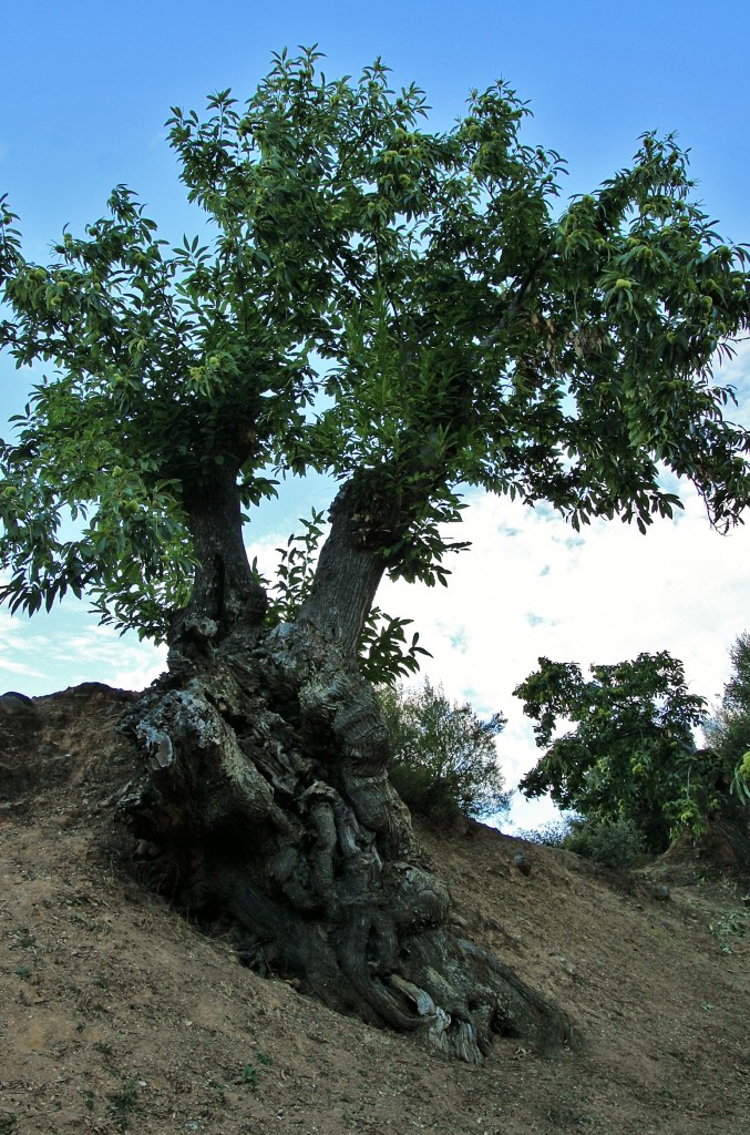 Foto: Castaño - Las Médulas (León), España