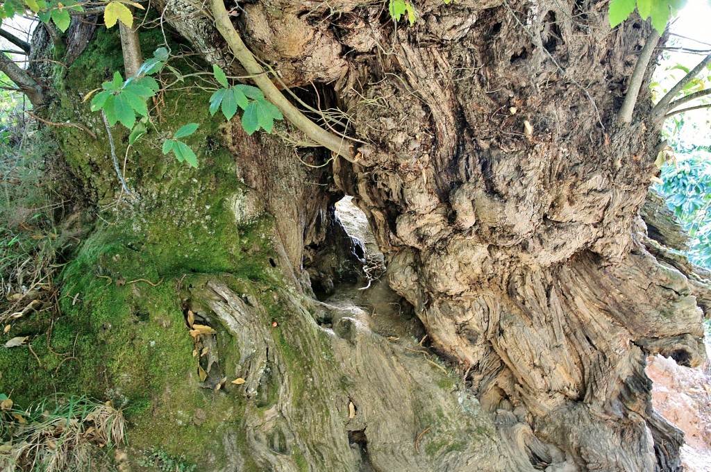 Foto: Castaño - Las Médulas (León), España