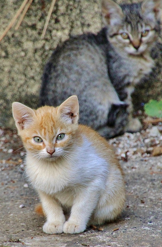 Foto: Gatitos - Las Médulas (León), España