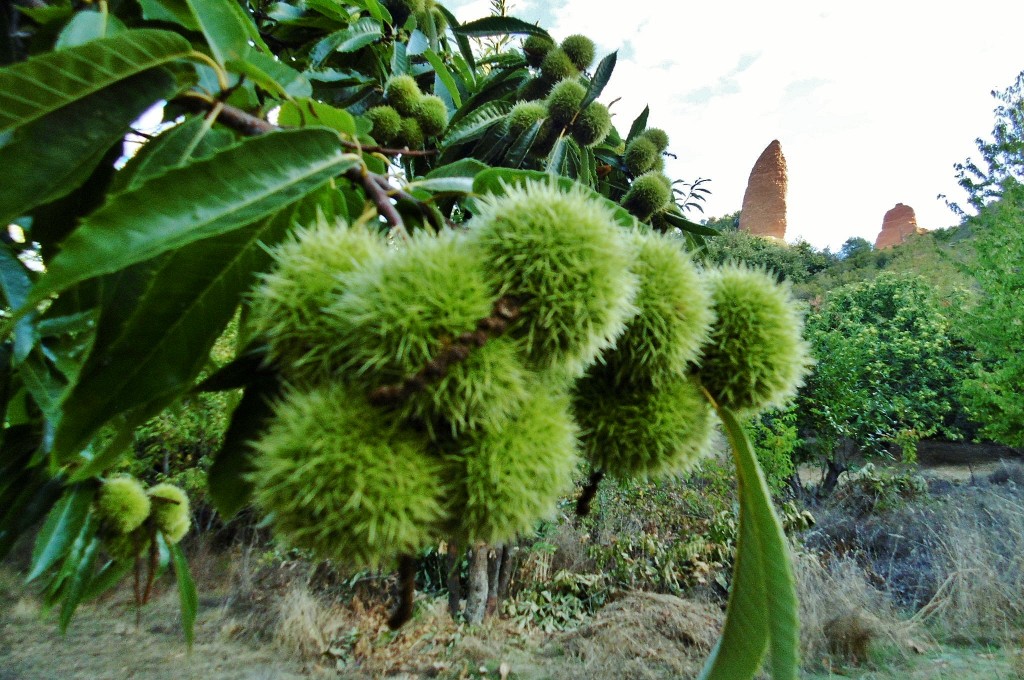 Foto: Castañas - Las Médulas (León), España