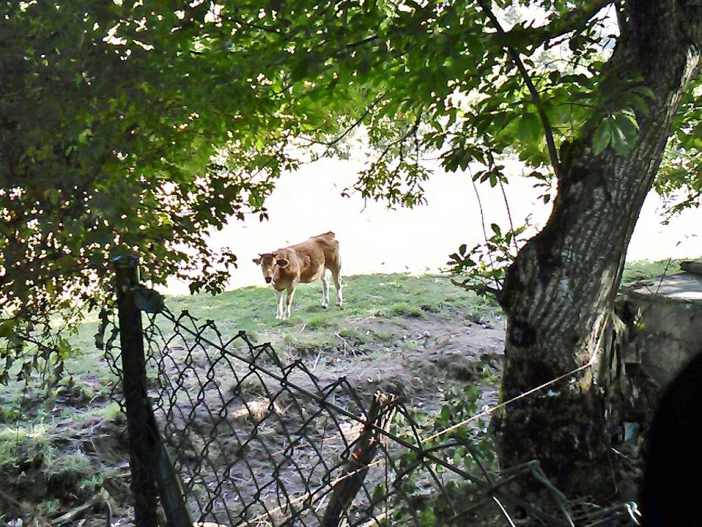 Foto: Vaquita - Balboa (León), España