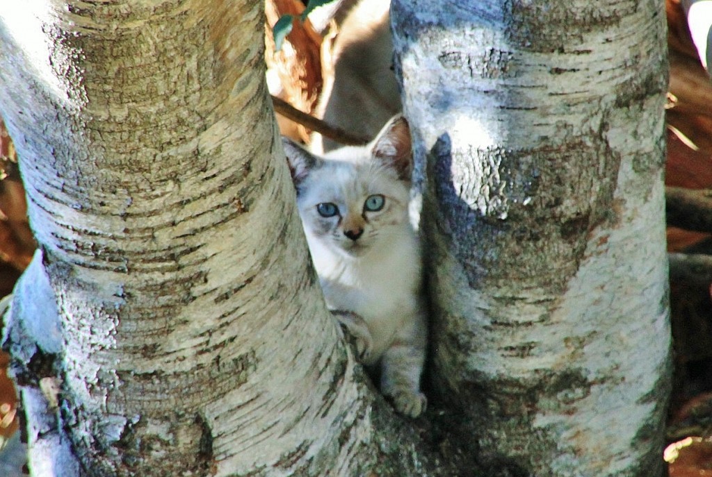 Foto: Gatito - O Cebreiro (Lugo), España