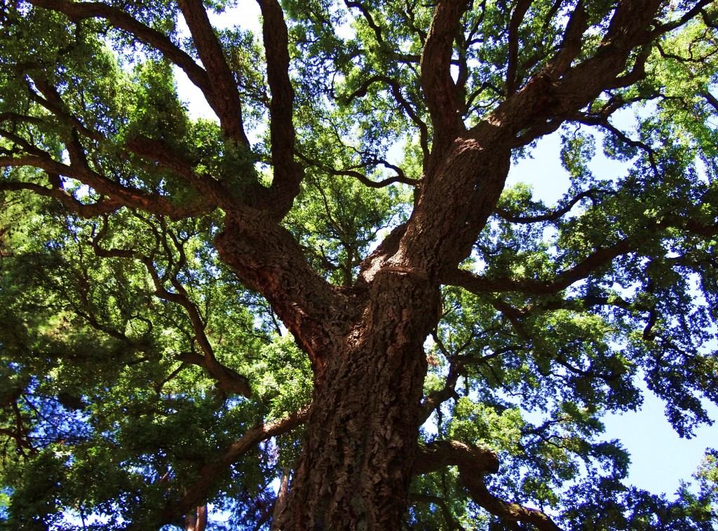 Foto: Giardino Dei Semplici - Firenze (Tuscany), Italia