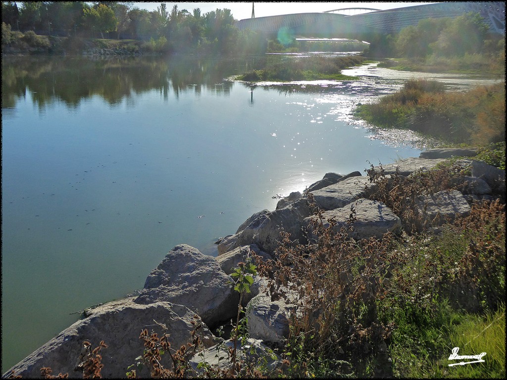 Foto: 171009-015 ZARAGOZA RANILLAS - Zaragoza (Aragón), España