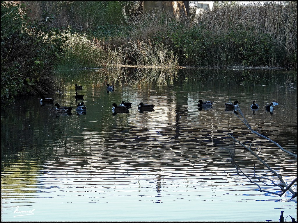 Foto: 171023-031 ZARAGOZA - Zaragoza (Aragón), España