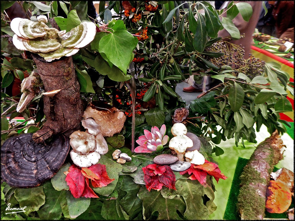 Foto: 171105-08 EXPOSICION SETAS - Zaragoza (Aragón), España