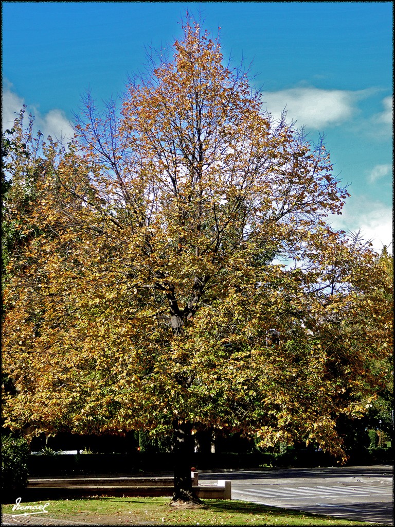 Foto: 171105-05 ZARAGOZA - Zaragoza (Aragón), España